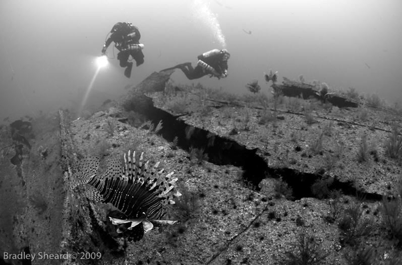Lion Fish on the Malchase